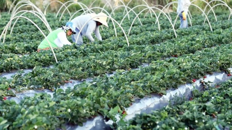 Agricultores familiares irão fornecer 8,5 mil toneladas de alimentos ao PAA na Bahia