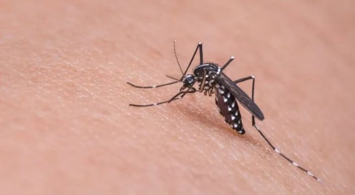 agencia-sertao-dengue