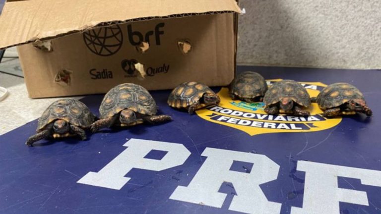 jabutis resgatados pRF