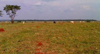 Projeto pretende converter 40 milhões de hectares de pastagens degradadas em áreas agricultáveis