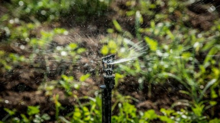 Edital que garante água para produção e cuidado animal é lançado nesta segunda