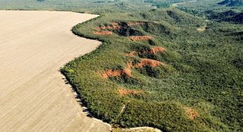 Alertas de desmatamento no Cerrado cresceram 19% em fevereiro