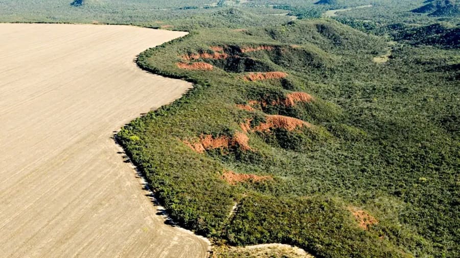 Alertas de desmatamento no Cerrado cresceram 19% em fevereiro