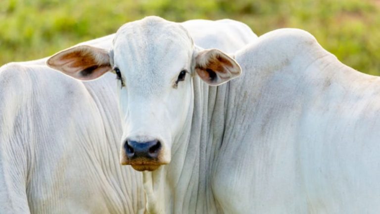 Governo reconheceu Bahia, Distrito Federal e outros 15 estados com áreas livres de febre aftosa sem vacinação