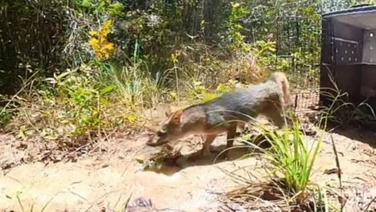 Inema realizou tratamento e soltura de cachorro-do-mato vítima de atropelamento na Bahia