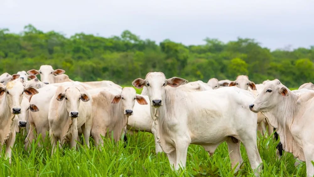 Prefeitura de Vitória da Conquista abriu cadastro de produtores no programa de castração gratuita de bovinos, caprinos e ovinos