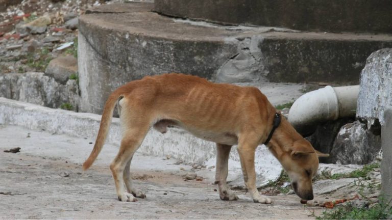 Conselho defesa animal