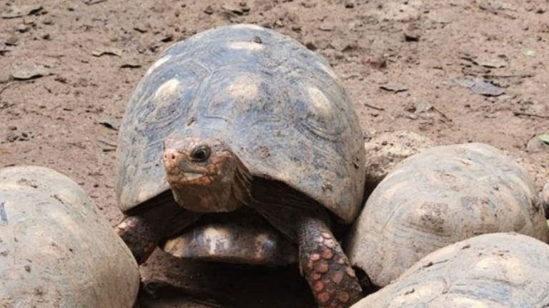 Cerca de 200 jabutis resgatados na Bahia serão reintroduzidos na natureza