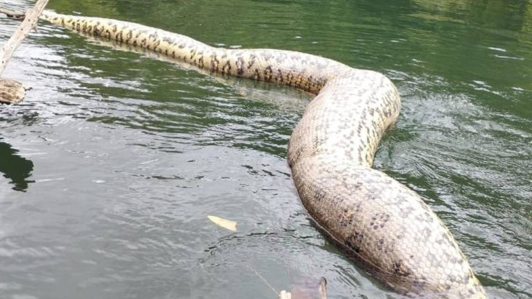 Sucuri gigante morta bonito mato grosso