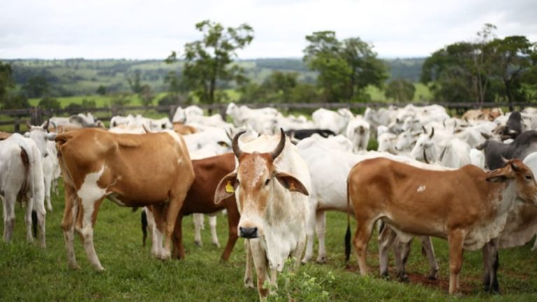 Ministério da Agricultura divulgou zoneamento agrícola para pecuária