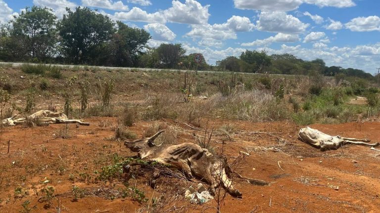 Animais mortos malhada iuiu