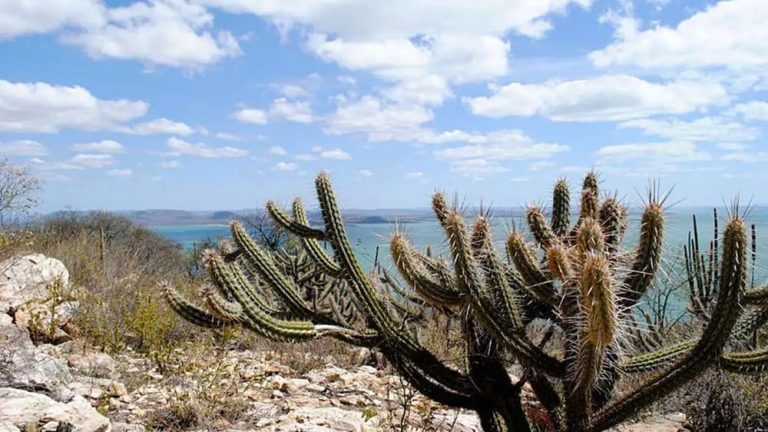 Caatinga perdeu 34 milhões de seus 82,6 milhões de hectares