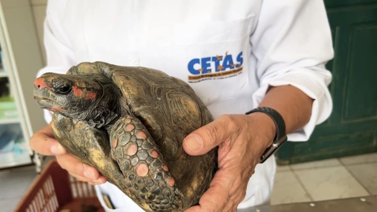Cetas de Vitória da Conquista já atendeu mais de 70 mil animais, 55 mil deles foram devolvidos à natureza