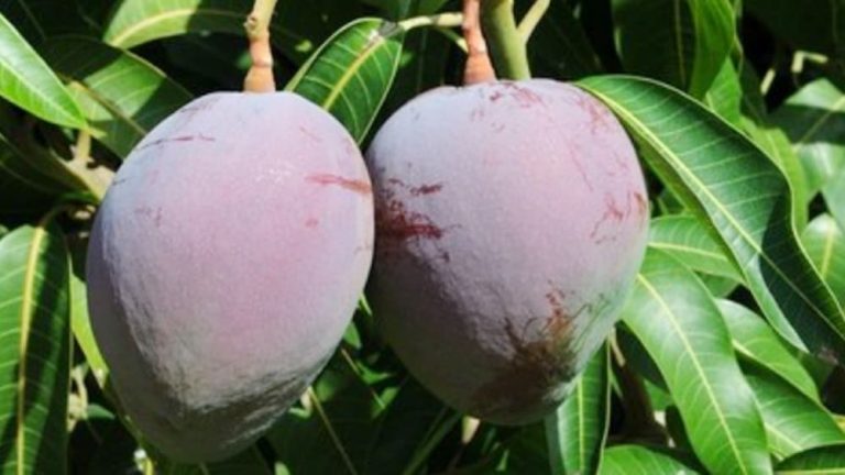 Mais de 2,3 mil toneladas de itens agrícolas foram produzidos em 2023 em projeto irrigado da Codevasf no Norte da Bahia