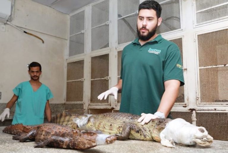 Jacarés resgatados em Lauro de Freitas e Salvador foram recebidos pelo Cetas