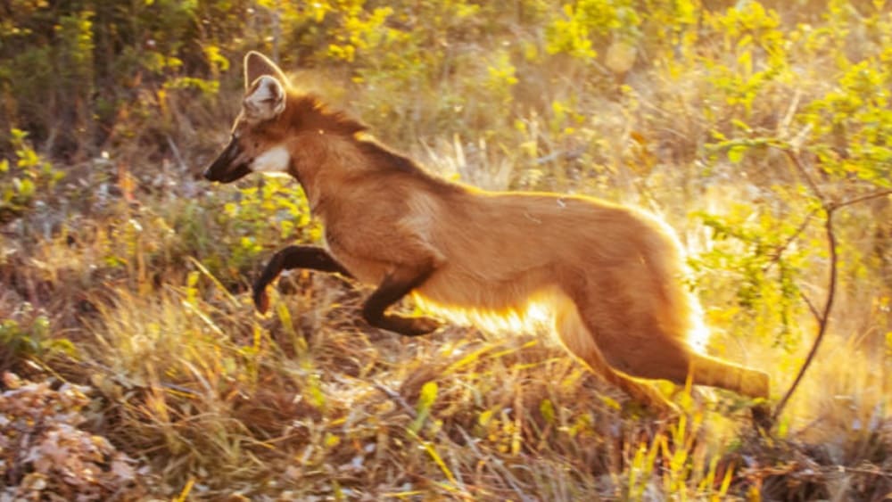 Lobo-guará Jurema foi reintroduzida na natureza após 11 meses de treinamento na Bahia
