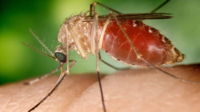 Bahia registrou 80 casos confirmados da Febre Oropouche até o momento