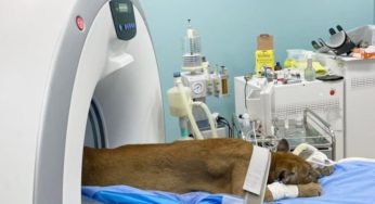 Onça parda do zoológico de Salvador passa por tomografia durante check-up preventivo