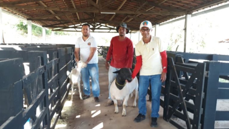 Centro de Reprodução de Caprinos e Ovinos foi inaugurado na Bahia