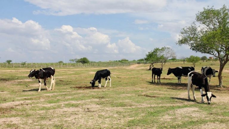 Adutora do Leite Sergipe Rio São Francisco