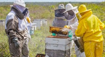 Edital impulsiona apicultura e meliponicultura na Bahia