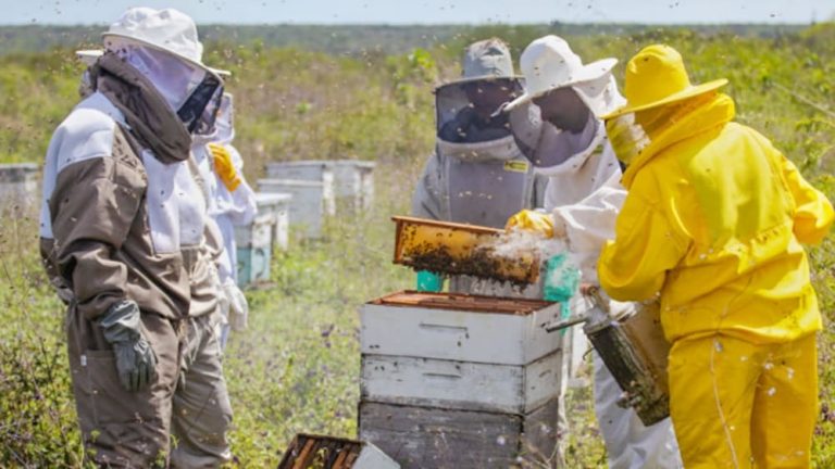 Edital impulsiona apicultura e meliponicultura na Bahia