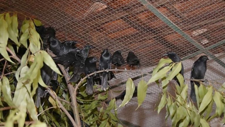 Cetas de Vitória da Conquista recebeu 190 pássaros resgatados na BR-116