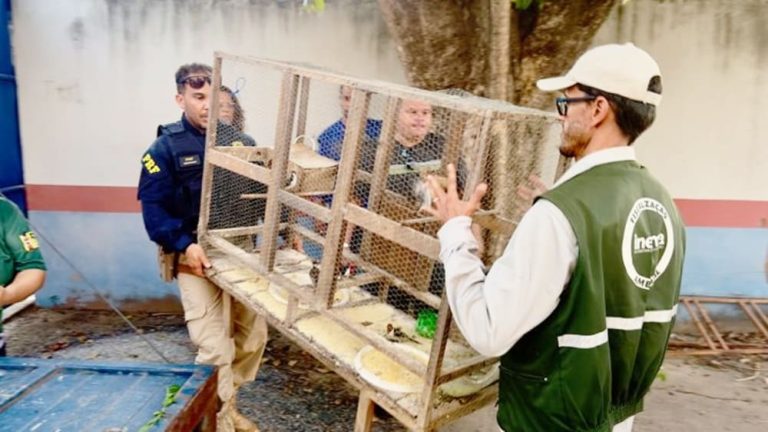FPI do São Francisco já resgatou 82 aves silvestres na região de Ibotirama