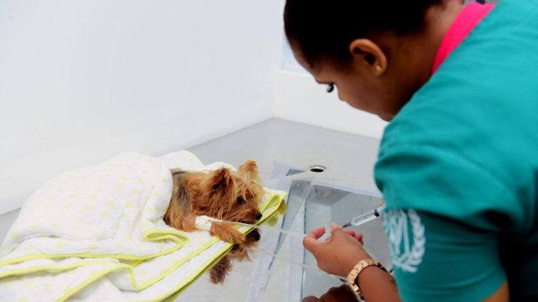 Hospital Veterinário de Salvador realizou mais de 14 mil procedimentos em 45 dias de funcionamento