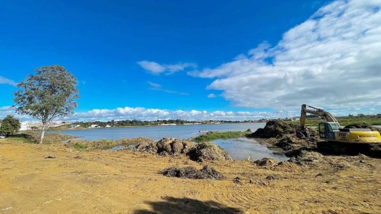 Após limpeza e revitalização, jacarés e outros animais silvestres começam a ser vistos em lagoa de Vitória da Conquista