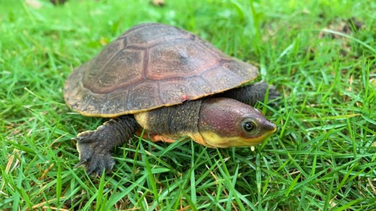 espécie de cágado ameaçada de extinção