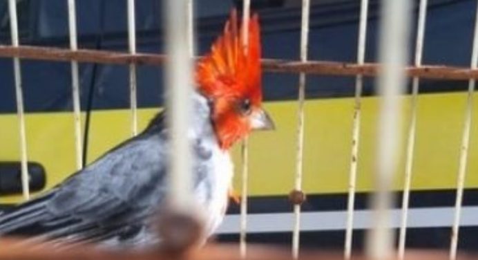 Operação da PRF e do Inema resgatou quase 1,2 mil aves silvestres na Bahia