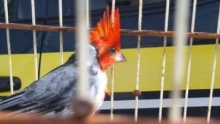 Operação da PRF e do Inema resgatou quase 1,2 mil aves silvestres na Bahia