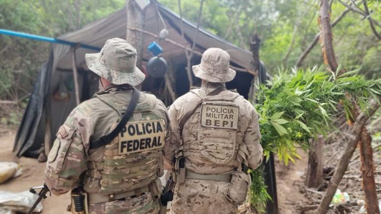 Polícia Federal erradicou quase meio milhão de pés de maconha em ilhas do Rio São Francisco