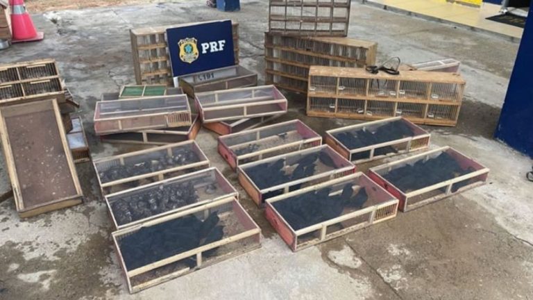 PRF resgatou 190 aves silvestres transportadas em banco de carro na BR-116