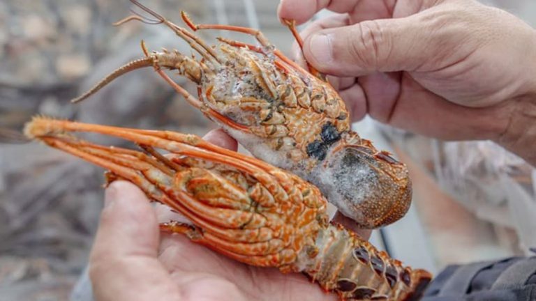 Portaria define novas regras para pesca de lagostas