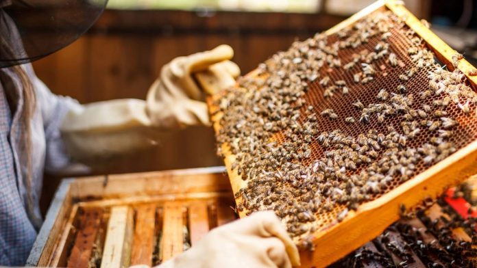 encontro de apicultores sudoeste Bahia