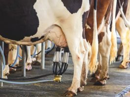 produção leite vaca