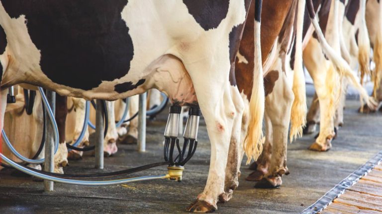 produção leite vaca