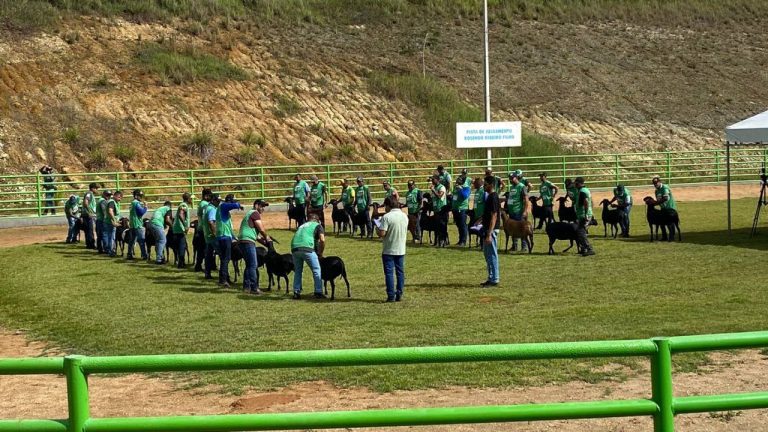rebanho santa ines if baiano guanambi