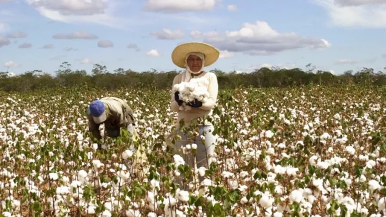 Produção de grãos na Bahia tem queda estimada de 5,8% em 2024