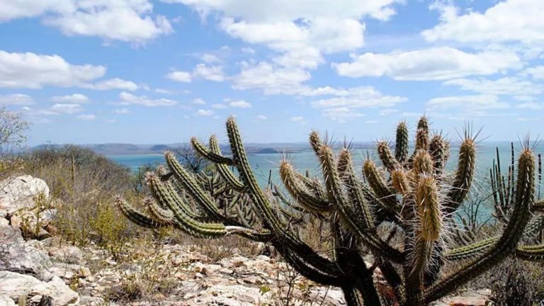 Ampliação de parques nacionais aumentará área protegida da Caatinga para um milhão de hectares