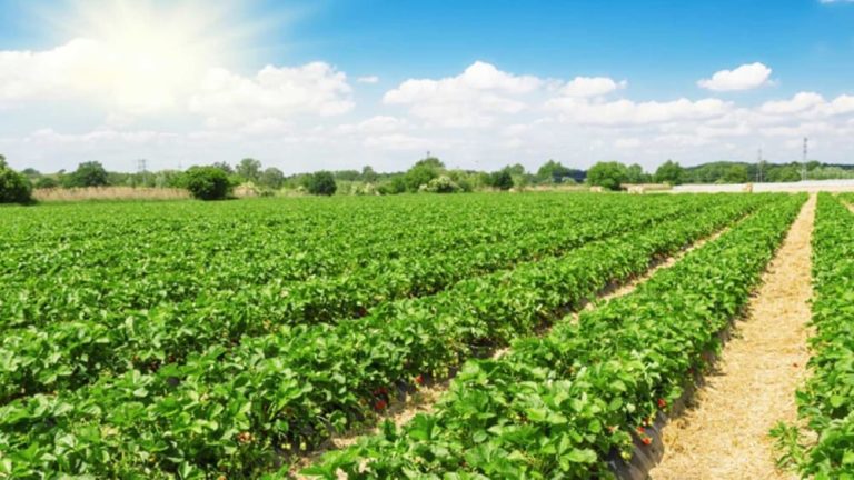 UFRB abre seleção para mestrado e doutorado em Ciências Agrárias