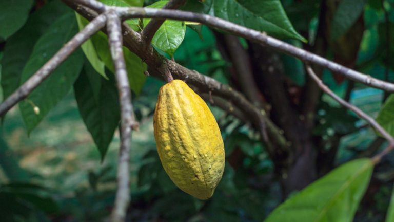 Cacau brasileiro ganha selo para atestar sustentável da produção