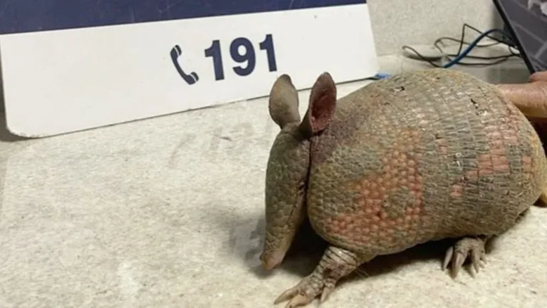 Tatu transportado em mochila foi resgatado pela PRF em Vitória da Conquista