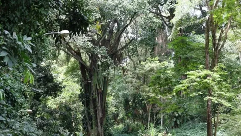 Governo firma novos convênios e fortalece gestão ambiental em 246 municípios baianos