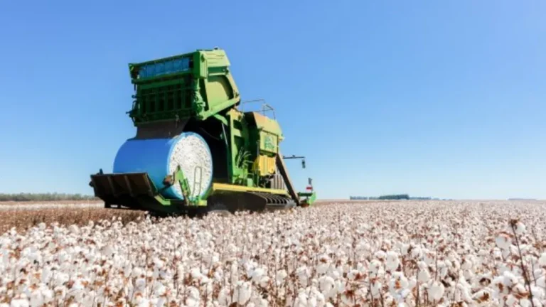 Brasil ultrapassa EUA e se torna maior exportador de algodão do mundo