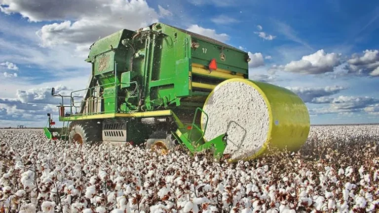 Colheita de algodão atingiu 62% da área cultivada na Bahia