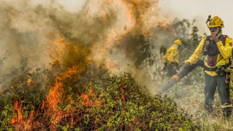 Fogo já consumiu 1,3 milhão de hectares no Pantanal em 2024