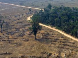 Desmatamento Amazônia